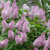 Сирень :: Рита Симонова