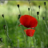 Последние из могикан... :: Aleksandr Gal