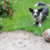 Чак на даче. :: Ольга Довженко