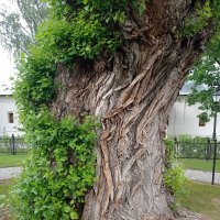 Возраст :: Александр Чеботарь