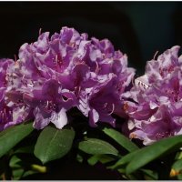 ЭТЮД... :: Elvira E. 