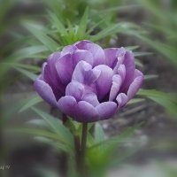 Махровый тюльпан :: Freddy 97