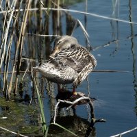 ** :: Зоя Мишина ** :: Зоя Мишина