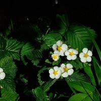 Лето :: Леонид leo