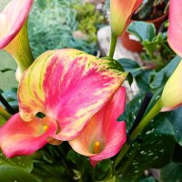 Зантедеския "Mozart". :: Argaman Табашник