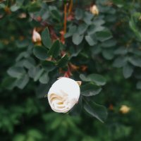 Лето :: Любовь Иванова