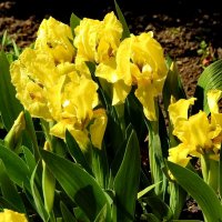 весна :: ИННА ПОРОХОВА