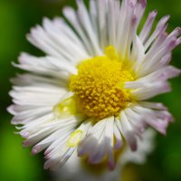 Маргаритка... :: Юрий Куликов