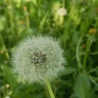 пушистик :: Галина R...