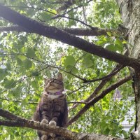 Почему кошки не летают так, как птицы?) :: Elena N