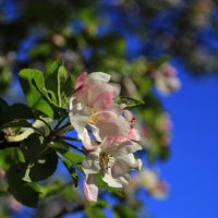 Ароматный Этюд.. :: Татьян@ Ивановна Ароматный Этюд.. :: Татьян@ Ивановна