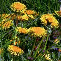 Веселые одуванчики :: Сергей Карачин