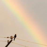 Соло чёрного дрозда :: Валерий Басыров Соло чёрного дрозда :: Валерий Басыров