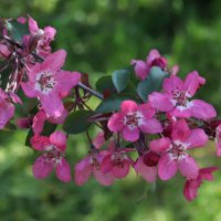 На исходе мая... :: Наталья Лунева 