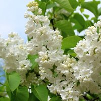 Время сирени ... :: Sergey Gordoff