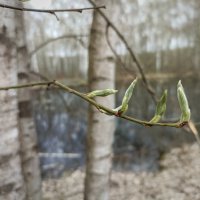 Пробуждение весны. :: Лилия *