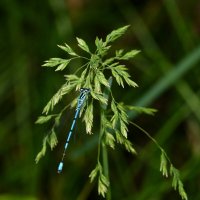 опять стрекозы   1 :: Александр Прокудин