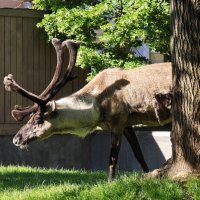 Олень :: <<< Наташа >>>