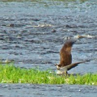 скопа :: gawrilа - dan