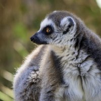 Кошачий лемур. :: Alexander Amromin