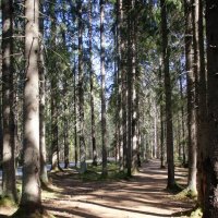 Комарово :: Наталья Герасимова