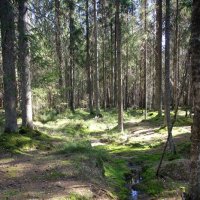 Комарово :: Наталья Герасимова Комарово :: Наталья Герасимова