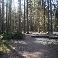 Комарово. Май :: Наталья Герасимова Комарово. Май :: Наталья Герасимова