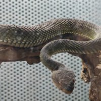 Змея :: <<< Наташа >>>