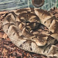 Змея :: <<< Наташа >>>