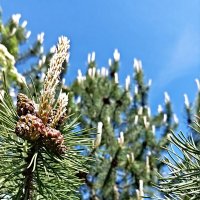 Сосновый калейдоскоп :: Veera V