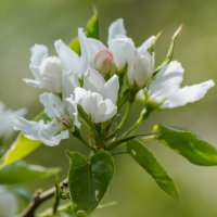 *** :: Виктор Иванович Чернюк