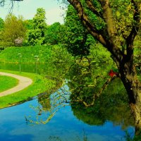 Склонился ясень над прудом :: Aida10 Склонился ясень над прудом :: Aida10