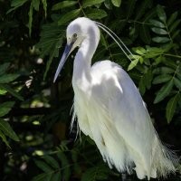 Малая белая цапля. :: Alexander Amromin