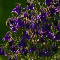 *** :: Иван Литвинов *** :: Иван Литвинов