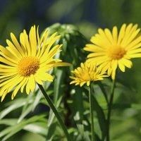 Дороникум :: Любовь Сахарова Дороникум :: Любовь Сахарова