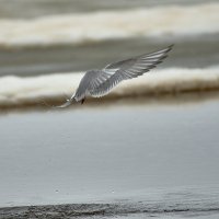 Орел :: Игорь Шабалин