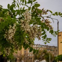 Акация :: Анатолий Чикчирный