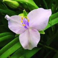 Нежность традесканции :: Людмила Смородинская