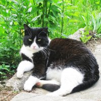 Балдеет :: Людмила Смородинская