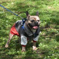 Москва. Парад французских бульдогов в усадьбе «Воронцово». :: Наташа *****