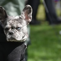 Москва. Парад французских бульдогов в усадьбе «Воронцово». :: Наташа ***** Москва. Парад французских бульдогов в усадьбе «Воронцово». :: Наташа *****