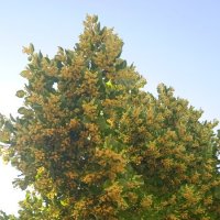 Вот и липа зацвела ! :: Елена Шаламова