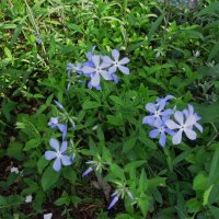 май :: Елена Шаламова