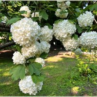 **** :: Валерия Комова **** :: Валерия Комова