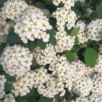 Спирея :: Ольга Довженко Спирея :: Ольга Довженко