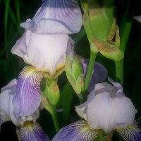 Ирис :: Елена Семигина