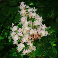 Цветет Каштан :: Рита Симонова