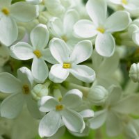 White Lilac | 5 :: Sergey Sonvar