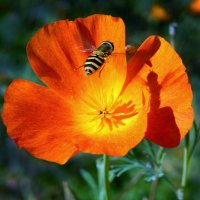 Над цветком :: Александр Ковальчук