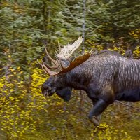 Европейский лось :: Aleksey Afonin